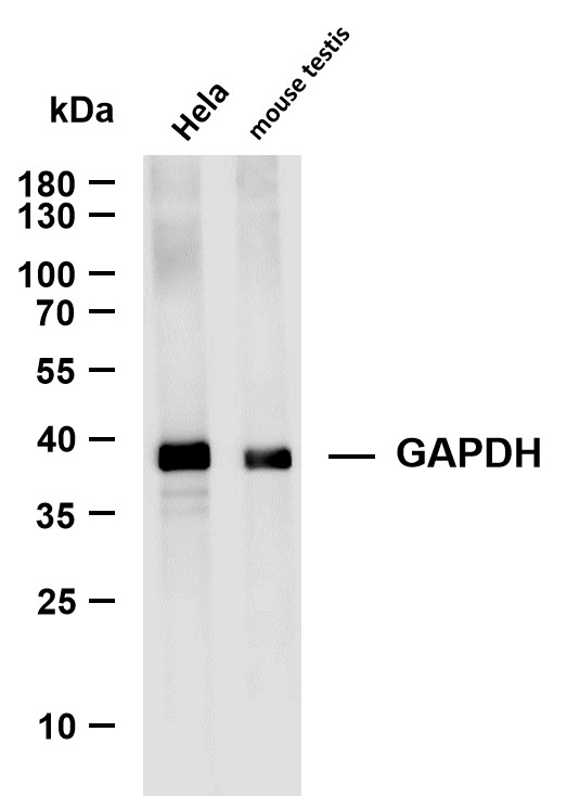 GAPDH (PT0004R) rabbit mAb