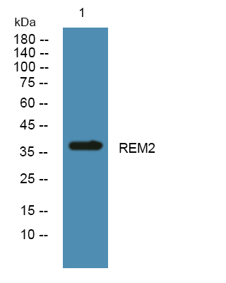 REM2 Polyclonal Antibody