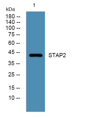 STAP2 Polyclonal Antibody