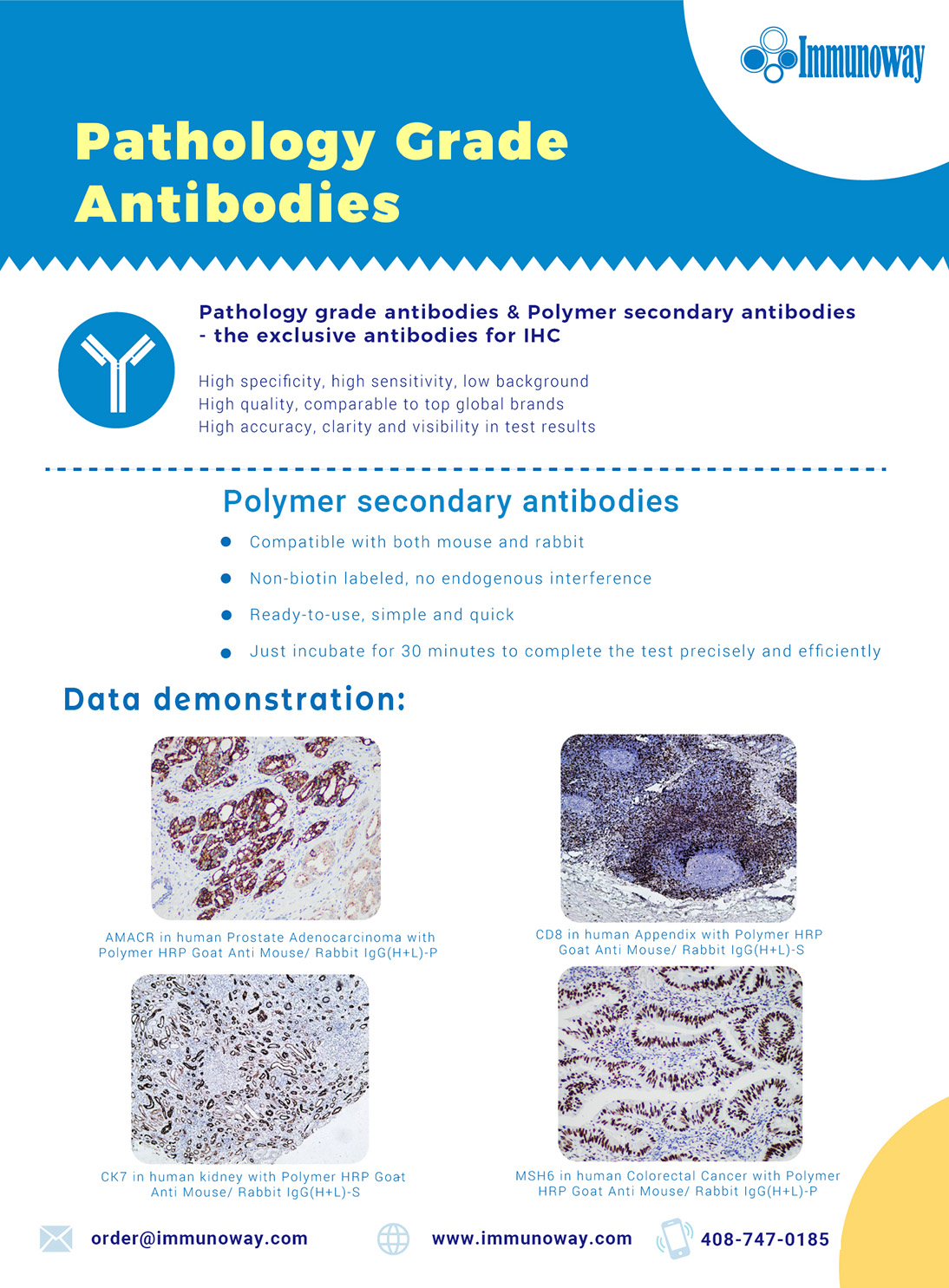 Polymer Secondary Antibodies