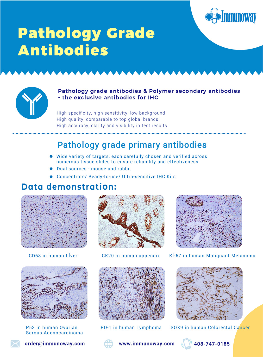 Pathology Grade Antibodies